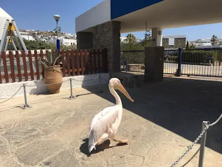 the mykonos pelican